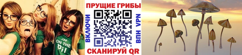 Псилоцибиновые грибы Psilocybine cubensis Нерехта